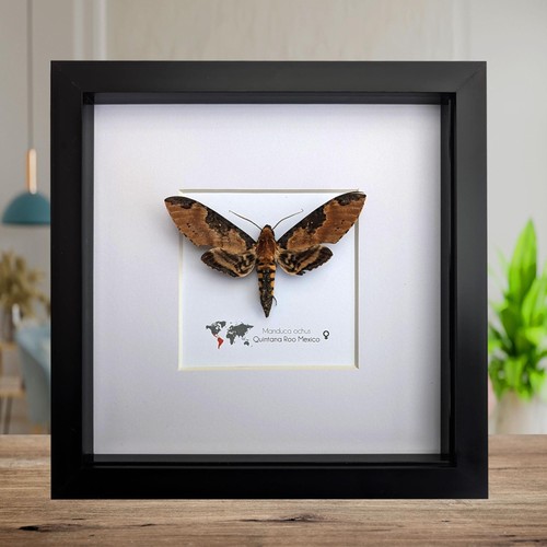 Framed manduca ochus - ochus, moth