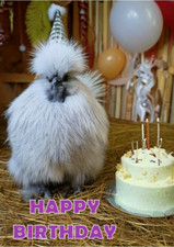 LAVENDER SILKIE BANTAM CHICKEN BIRTHDAY CARD SILKIE IN A PARTY HAT WITH A CAKE
