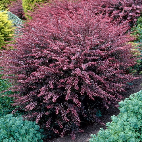 Berberis rose glow japanese - rose,