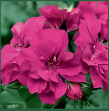 GERANIUMS Trailing x12