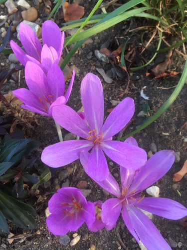 Colchicum tenorei bulbs - tenorei,