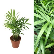 Chamaedorea elegans parlour - elegans,