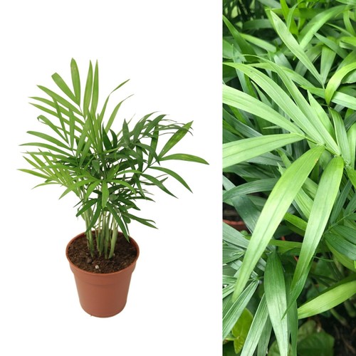 Chamaedorea elegans parlour - chamaedorea,