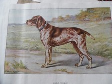 Engravings hunting dogs - hunting,