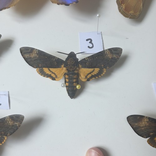 Acherontia atropos death head - acherontia,