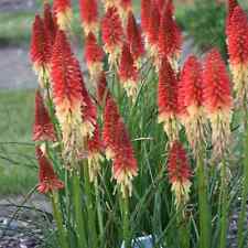 KNIPHOFIA RED HOT POKER RED &