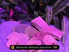 Blackwater Leaf Botanical Box