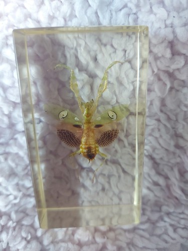 Vintage resin specimens insect - specimens,