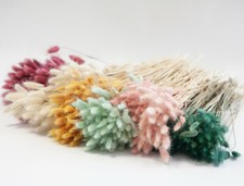 Dried Bunny Tail Grass Lagurus