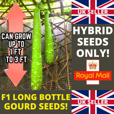 BRAND NEW! ORGANIC F1 HYBRID LONG BOTTLE GOURDS SEEDS! - 5 SEEDS!