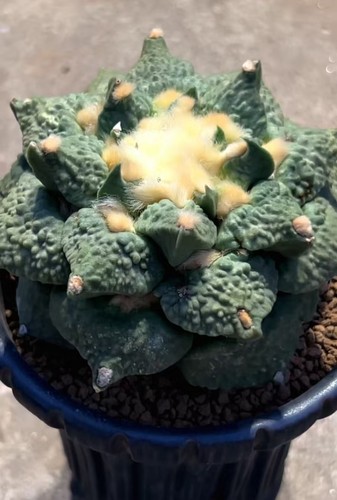 2cm rare live - rare,