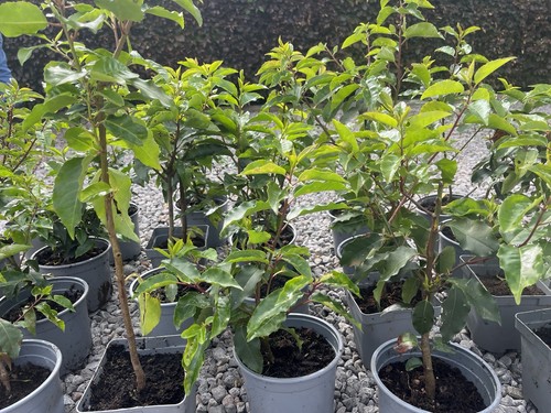 Portuguese laurel plants - laurel,