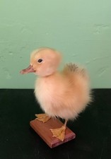 Taxidermy Duckling