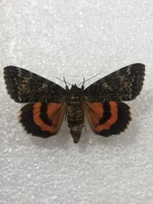 French Red Underwing labelled EU bug.