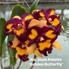 Rare Cattleya / Rlc. Siam