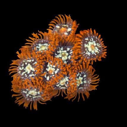 Aquacultured orange zoanthid - orange,