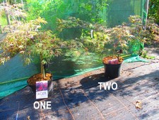 3ft (inc. pot) 10litre