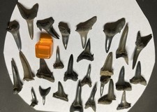 25 Fossil Sharks’ Teeth from