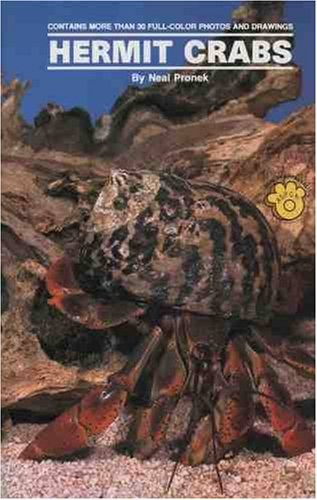 Land hermit crabs - hermit,