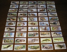 Full Set PLAYERS ANIMALS OF