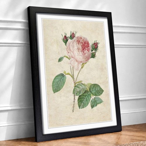 Cabbage rose flowers vintage - cabbage,