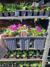 Mixed Summer Bedding 24 - 36