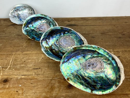 Vintage natural abalone paua - 4,