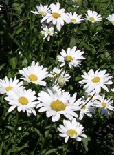 10 X OX-EYE DAISY Cottage