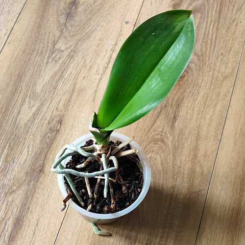 Phalaenopsis orchid live - orchid,