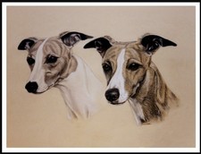WHIPPET  TWO DOGS HEAD STUDY