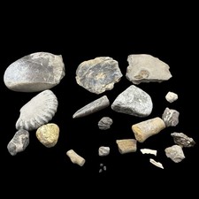 1kg british fossil - british,