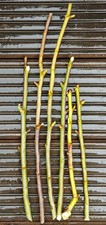 Goat Willow Whips Cuttings x 6