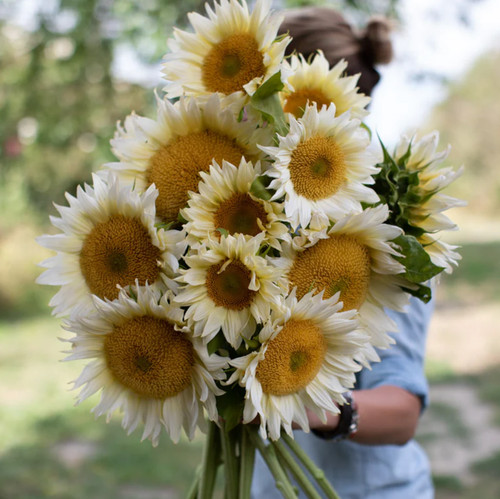Sunflower procut white - procut,