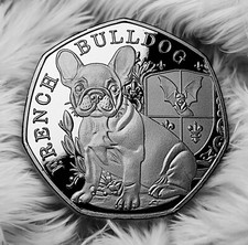 French bulldog silver - french,