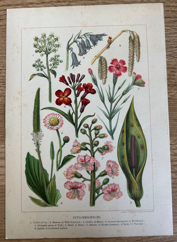 Inflorescences 1899 - inflorescences,
