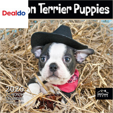 Boston Terrier Puppies 2026