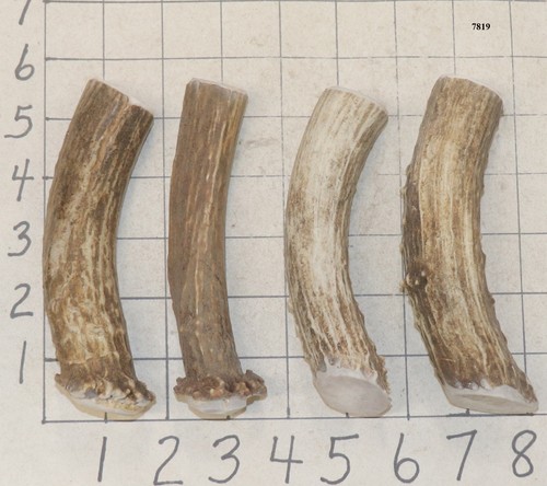 Deer antler crowns knife - 4,