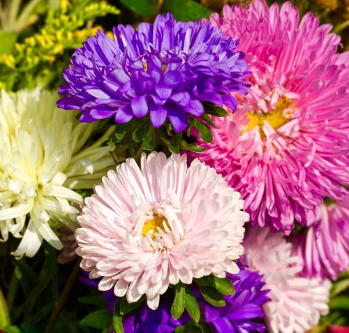 Winter flower aster - aster, mix