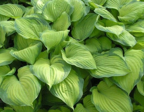 Hosta guacamole 9cm - guacamole, pot