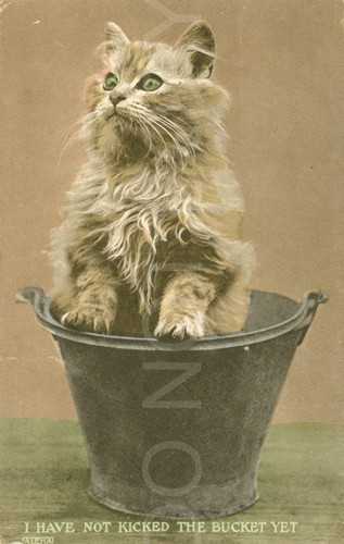Cat bucket hand coloured scene - bucket, hand-coloured