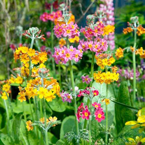Candelabra primulas in - candelabra,