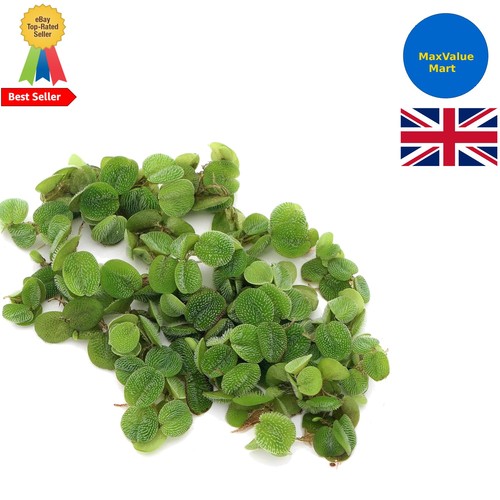 Salvinia natans floating live - salvinia,
