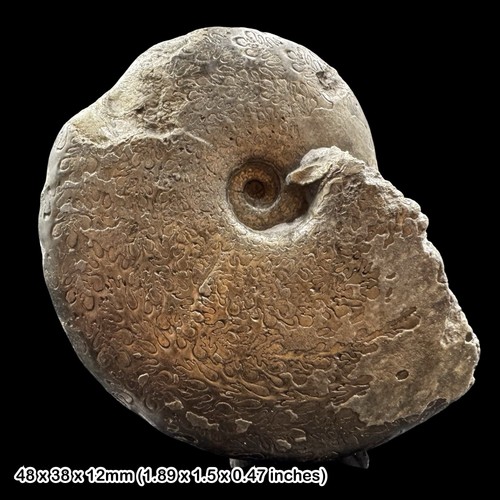 Tragophylloceras golden pyrite - tragophylloceras,