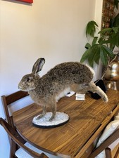 Taxidermy Hare Jumping