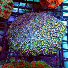 Wysiwyg acan lord coral - lord,