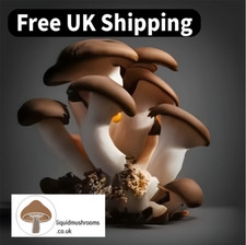 Black Pearl King Oyster Liquid Culture - mycelium mushroom culture - 1X 10ml