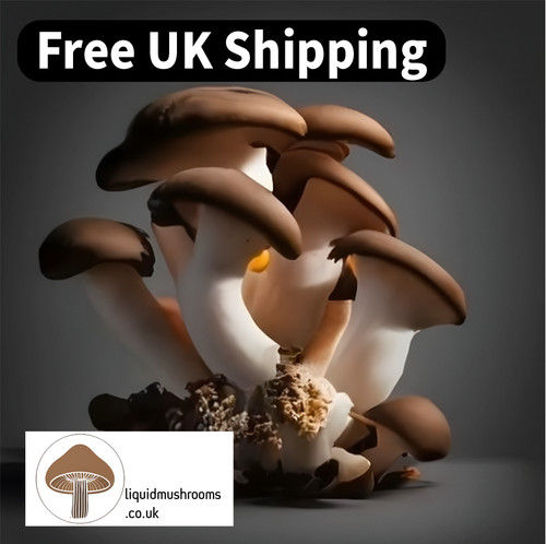 Black pearl king oyster liquid - pearl,