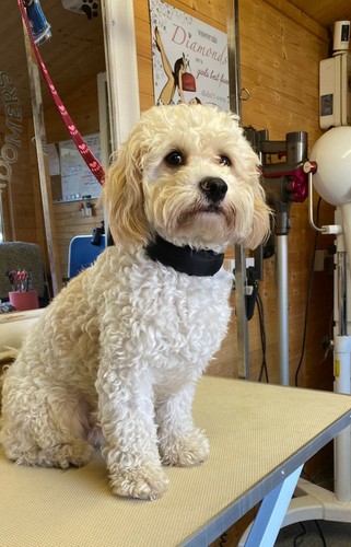 Dog grooming comfort slider - comfort,