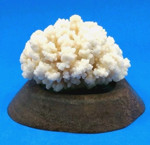 Real white coral - mounted, on