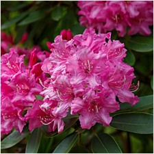 Rhododendron Roseum Elegans